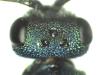 Chrysura radians